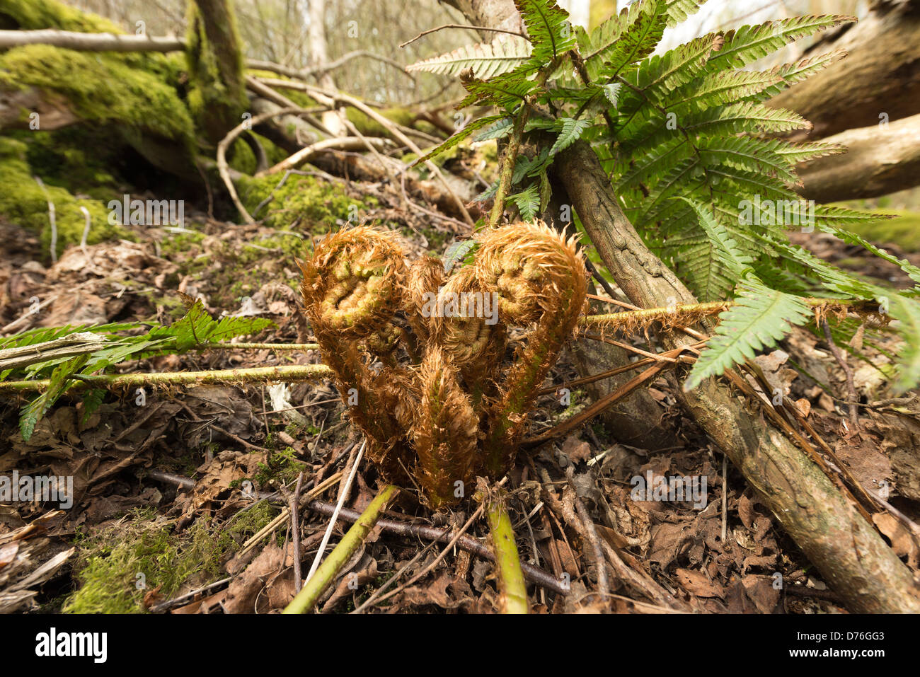 New fern fronds uncurling and emerging after the patent plant has overwintered on a deciduous woodland mature forest floor Stock Photo