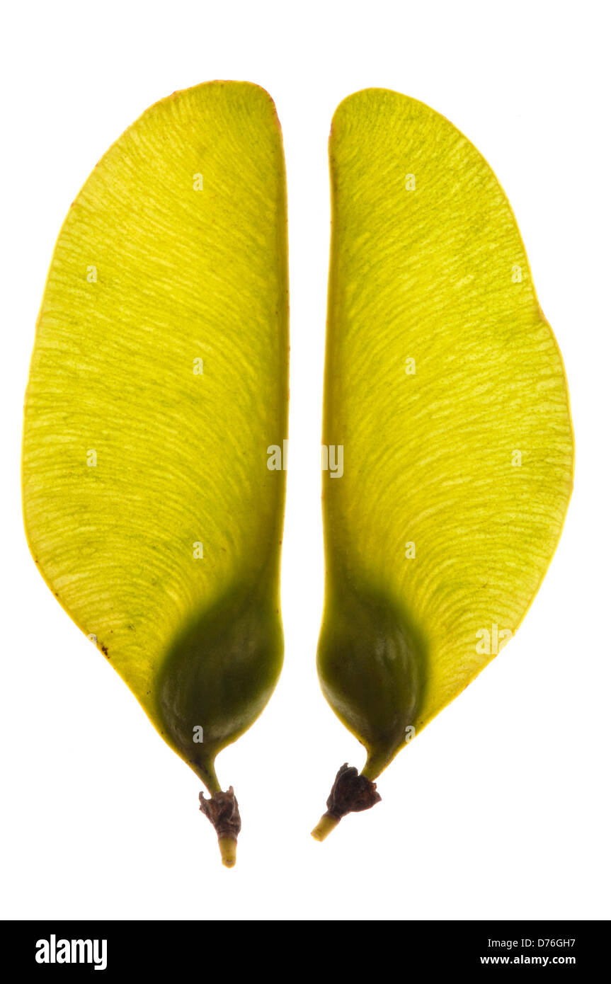 Two rosewood seeds Stock Photo