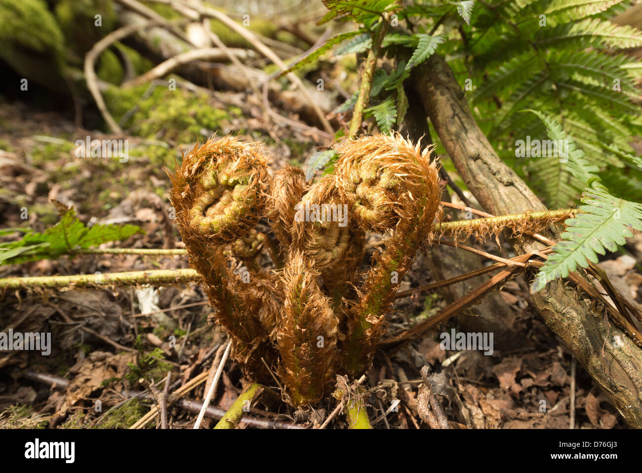 New fern fronds uncurling and emerging after the patent plant has overwintered on a deciduous woodland mature forest floor Stock Photo