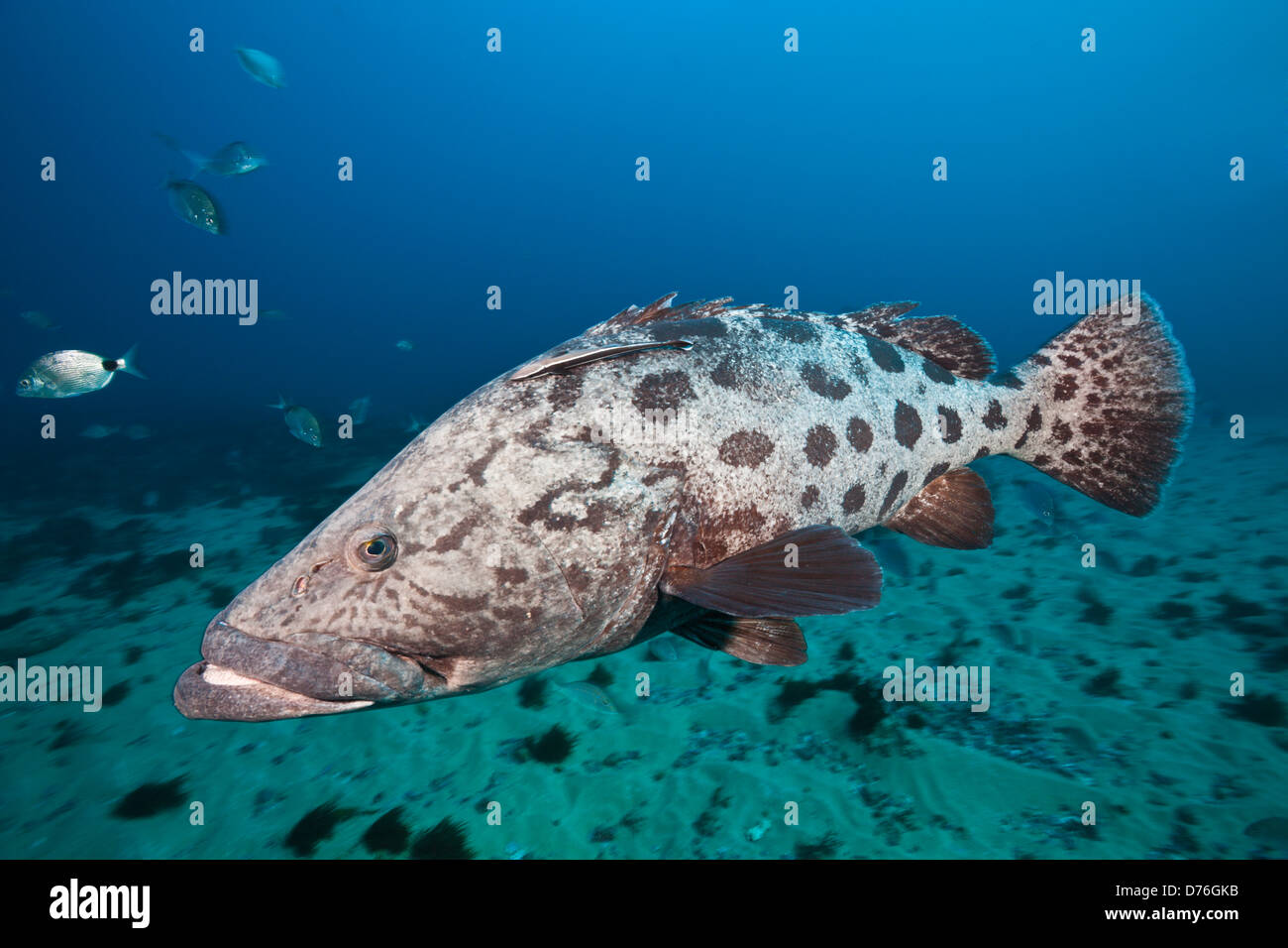 potato-grouper-epinephelus-tukula-aliwal-shoal-indian-ocean-south
