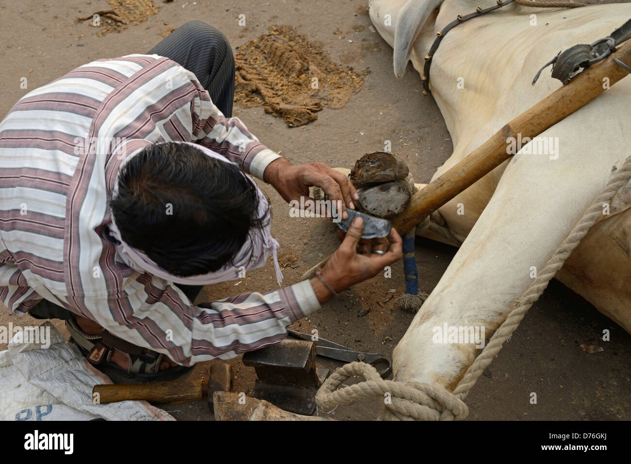 A blacksmith putting a new set of shoes on the cow's hoofs in a street of Old Delhi, India. Stock Photo