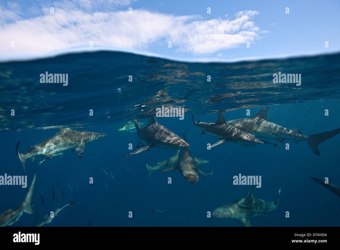 Blacktip Sharks, Carcharhinus limbatus, Aliwal Shoal, Indian Ocean