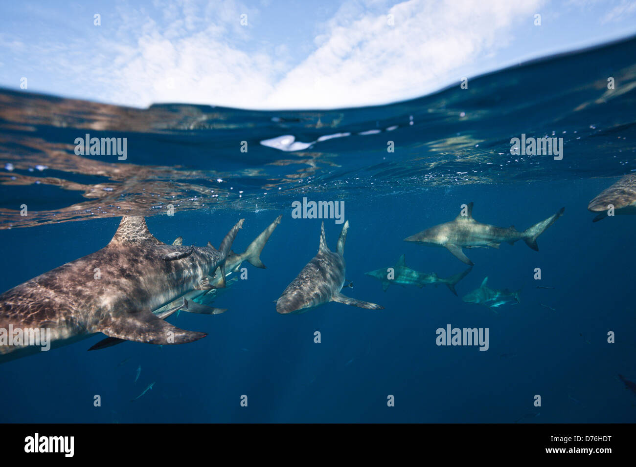 Blacktip Sharks, Carcharhinus limbatus, Aliwal Shoal, Indian Ocean