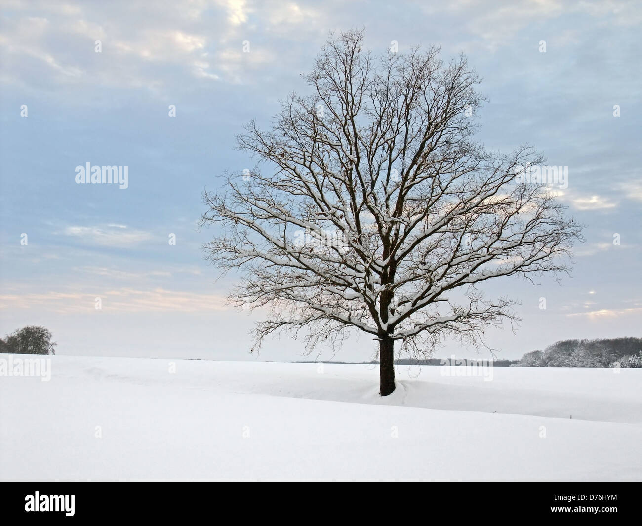 Stand alone tree hi-res stock photography and images - Alamy