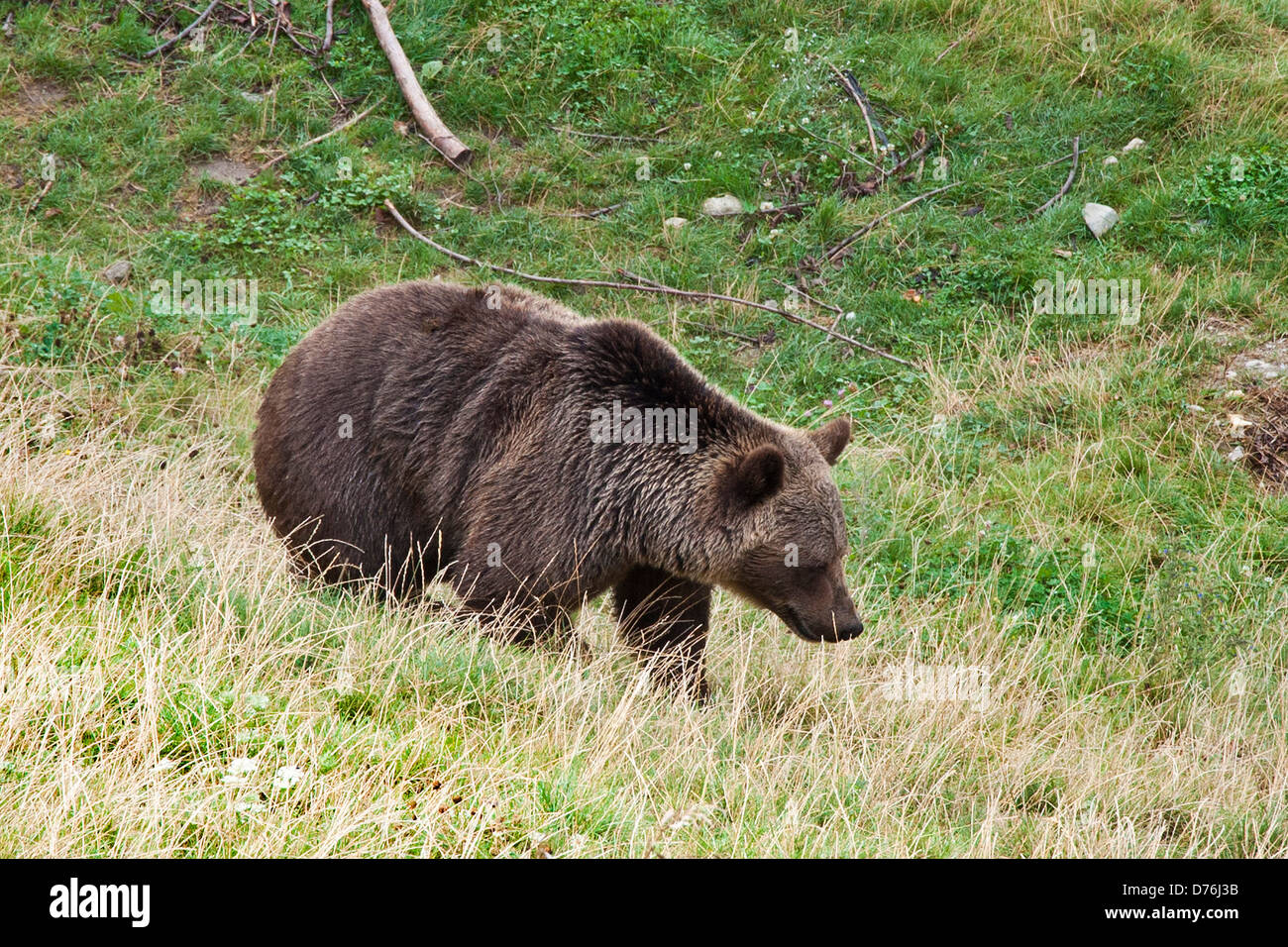 Switzerland, Bern, Bear park Stock Photo - Alamy