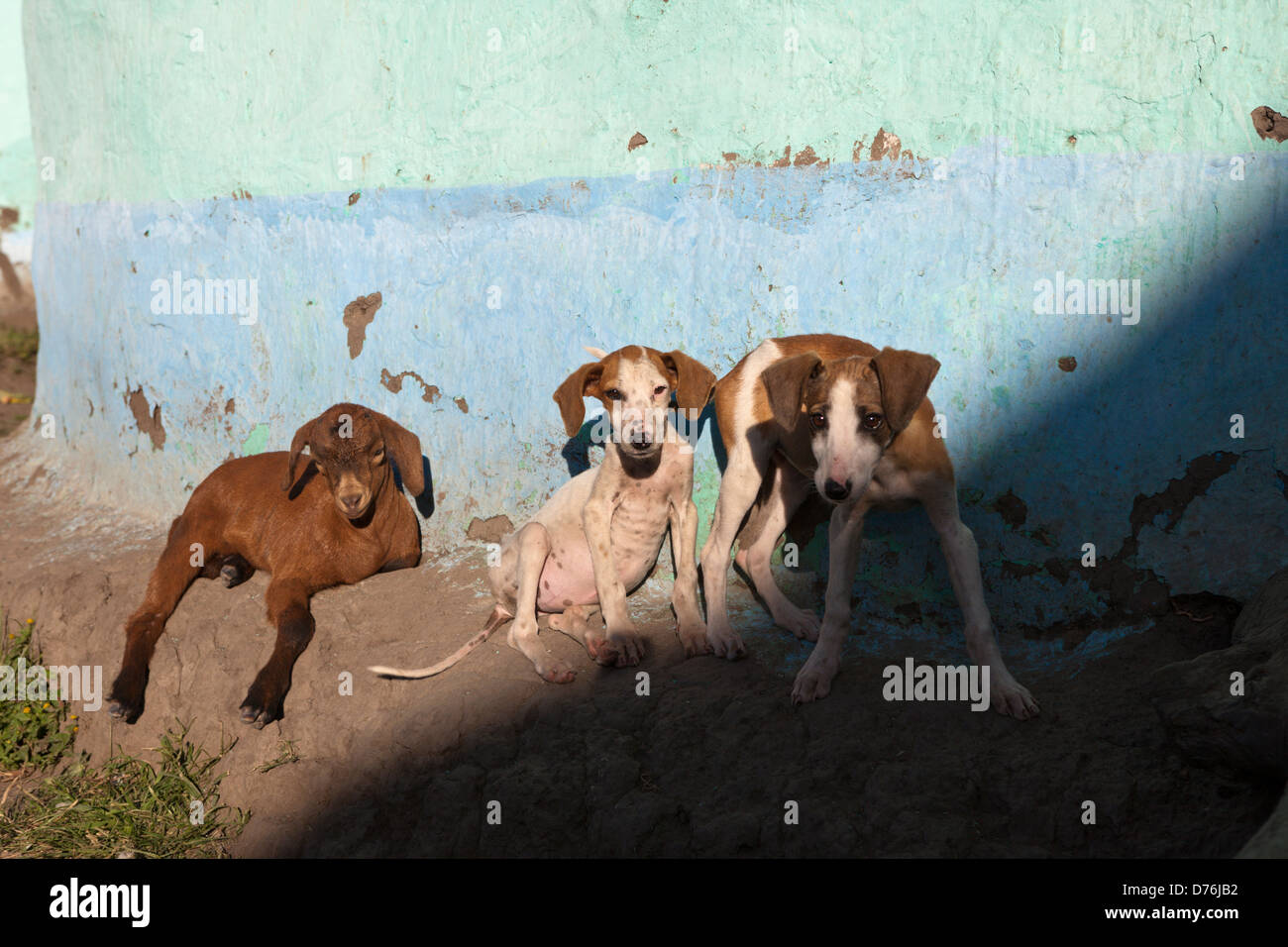 Dogs in Xhosa Village, Wild Coast, Eastern Cap, South Africa Stock Photo