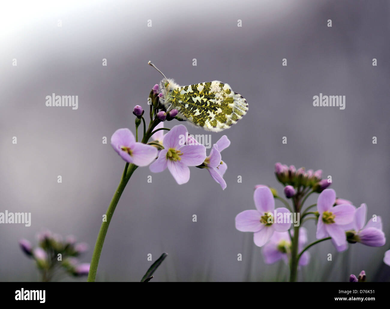 Female orange Tip (Anthocharis cardamines) butterfly posing on a cuckoo flower Stock Photo