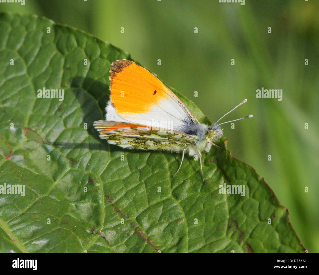 Male orange Tip (Anthocharis cardamines) butterfly, wings opened Stock Photo