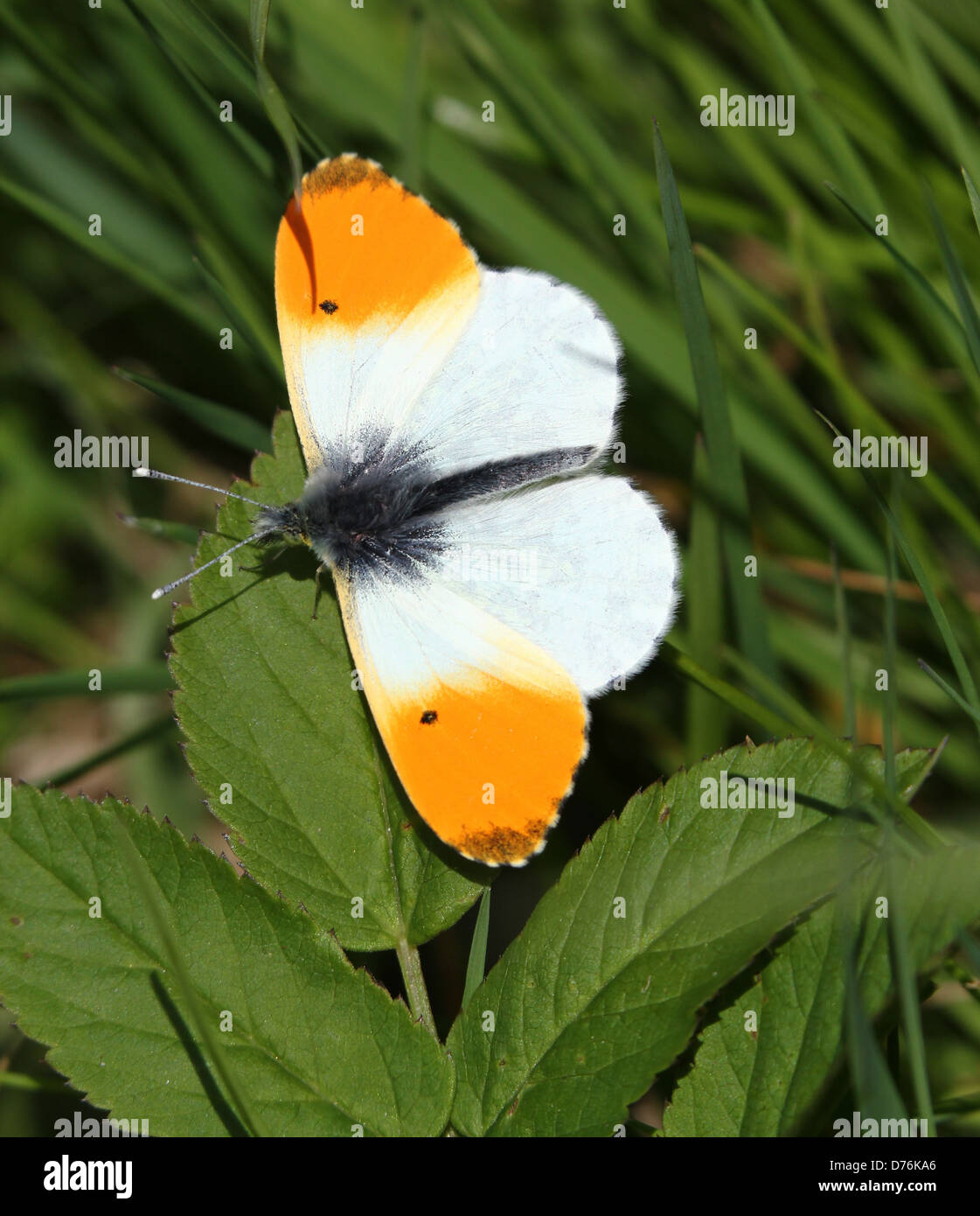 Detailed macro of a male orange Tip (Anthocharis cardamines) butterfly Stock Photo