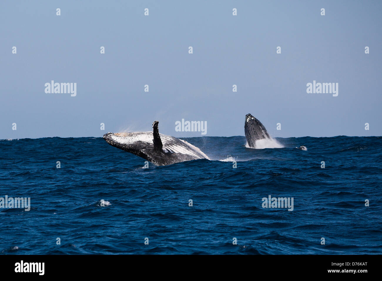 Humpback whale breaching africa hi-res stock photography and images - Alamy
