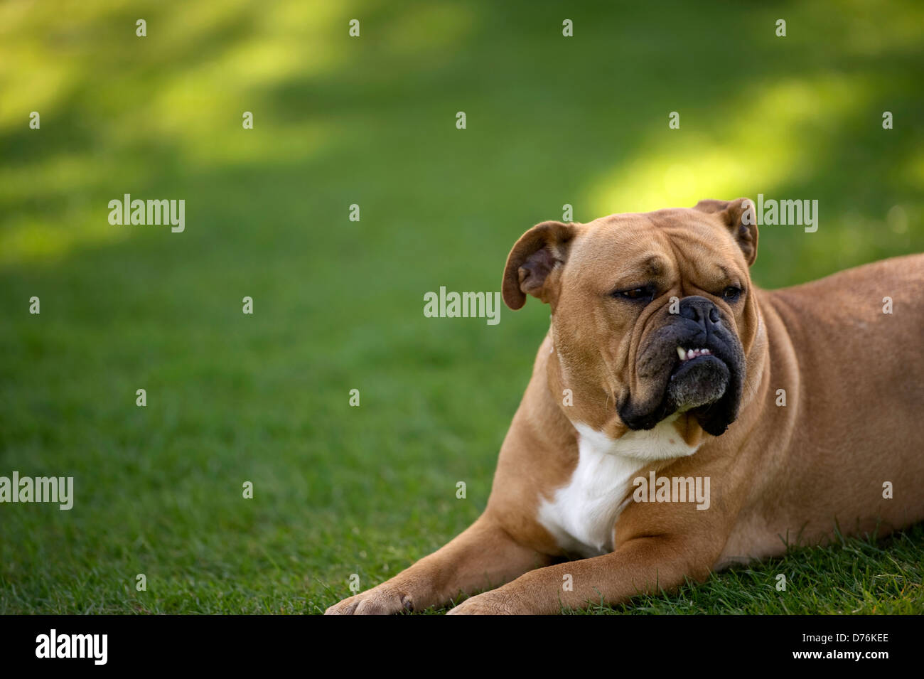 Boxer Dog Teeth Stock Photos & Boxer Dog Teeth Stock Images Alamy