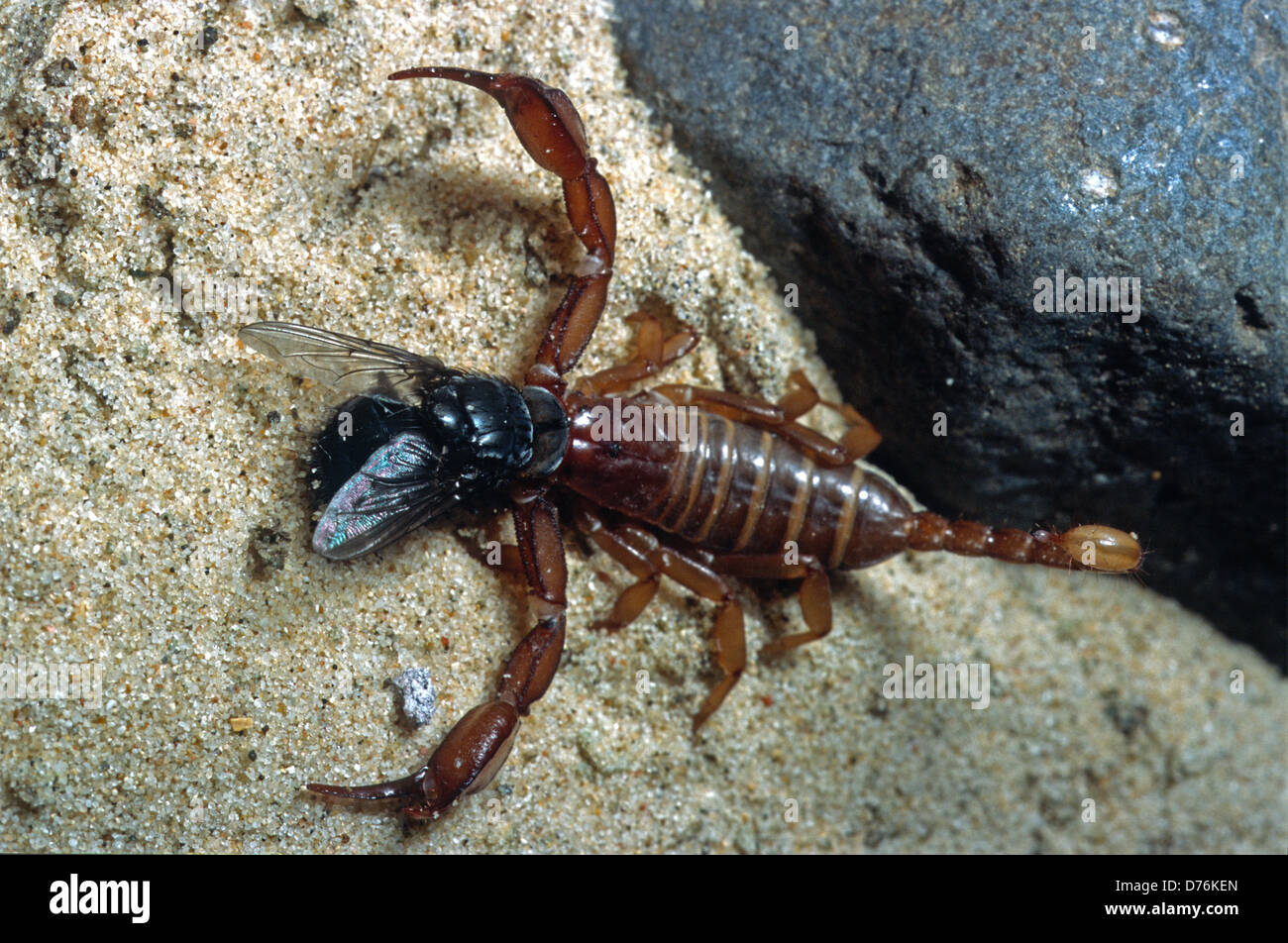 Europian Scorpion, Euscorpius italicus, Euscorpiidae, Lazio, Italy Stock Photo