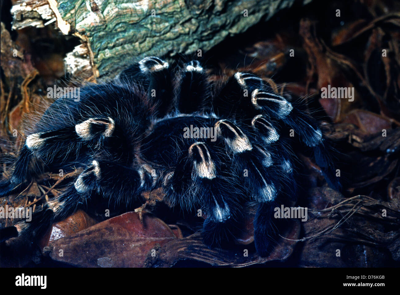 Brazilian Giant Whiteknee Tarantula (Acanthoscurria geniculata), Brazil