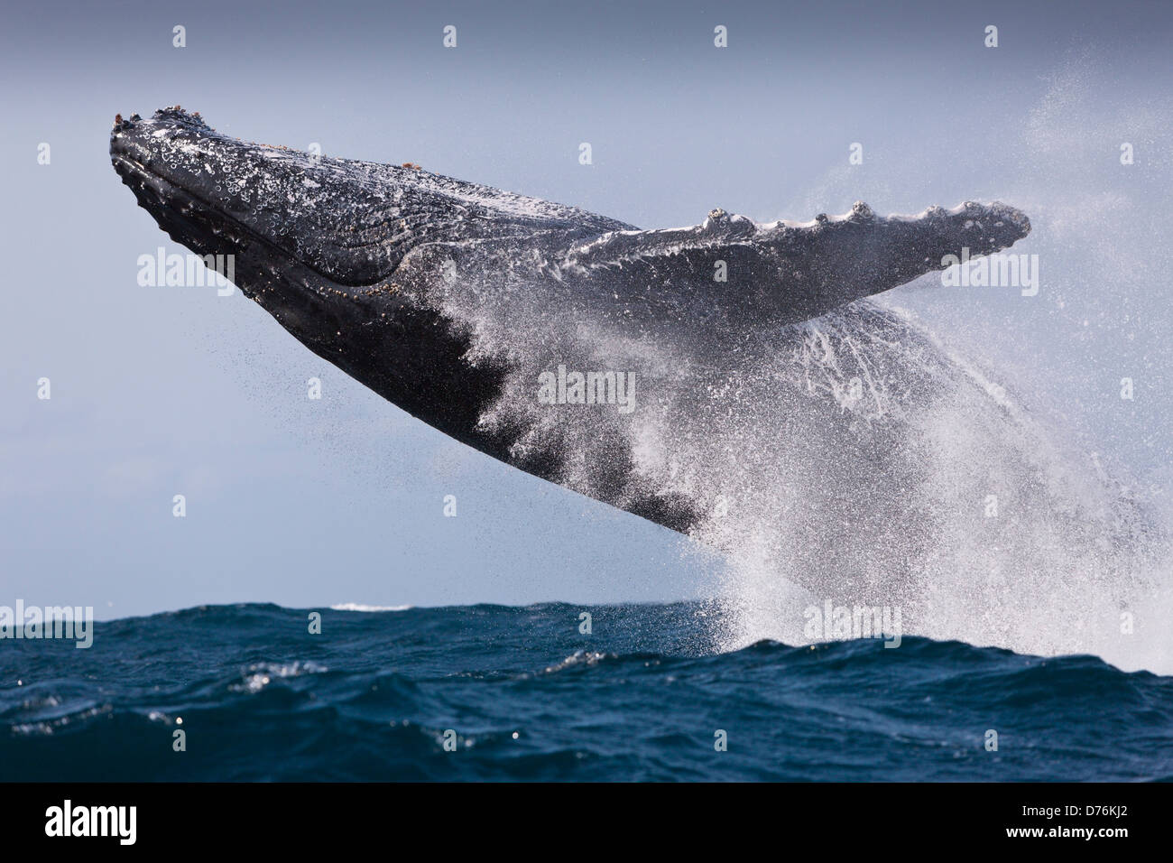 Breaching Humpback Whale, Megaptera novaeangliae, Indian Ocean, Wild Coast, South Africa Stock Photo