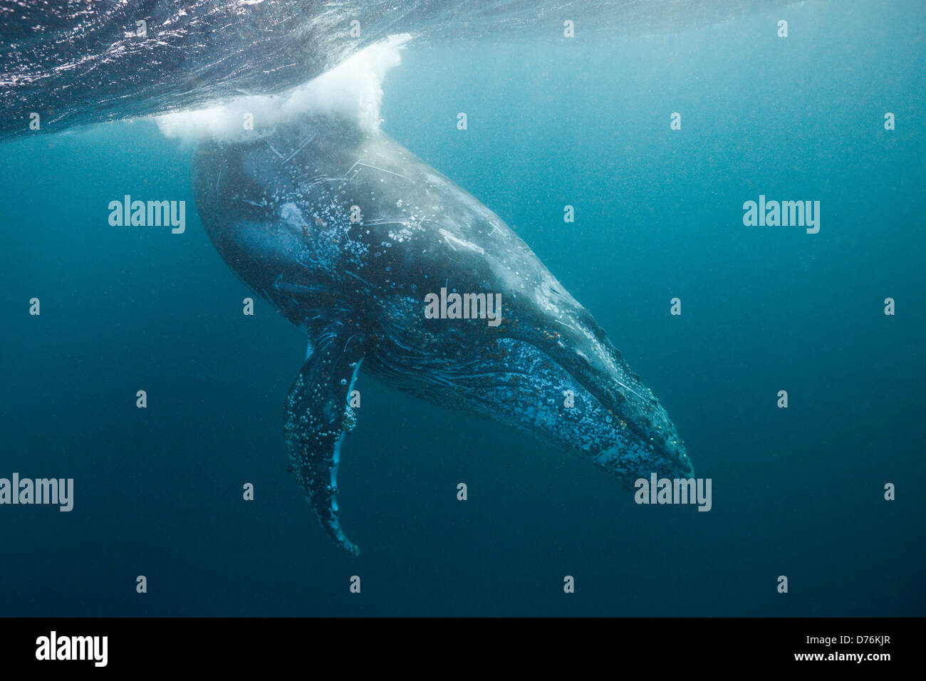 Humpback Whale, Megaptera novaeangliae, Indian Ocean, Wild Coast, South Africa Stock Photo
