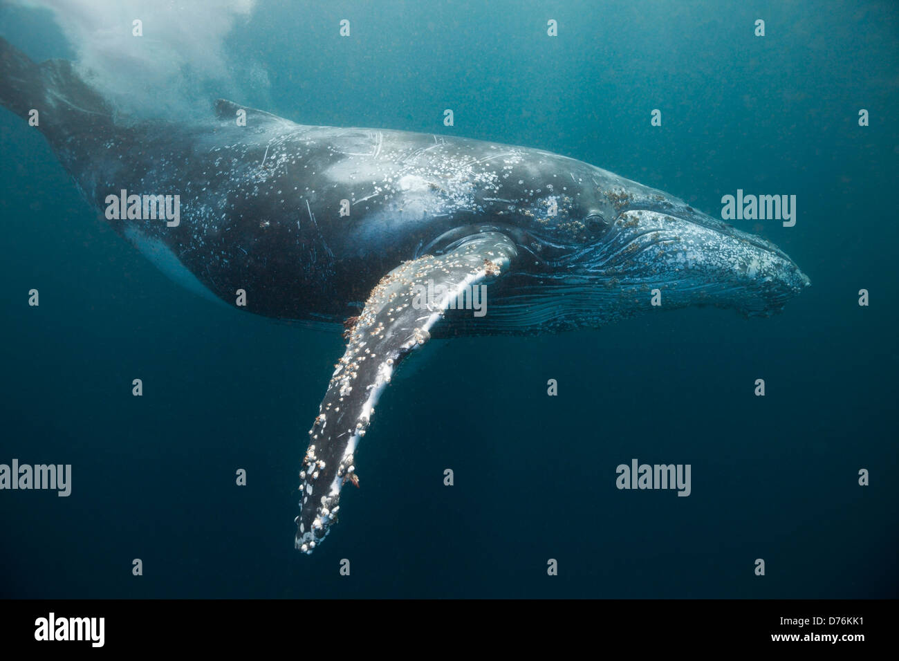 Humpback whale hi-res stock photography and images - Alamy