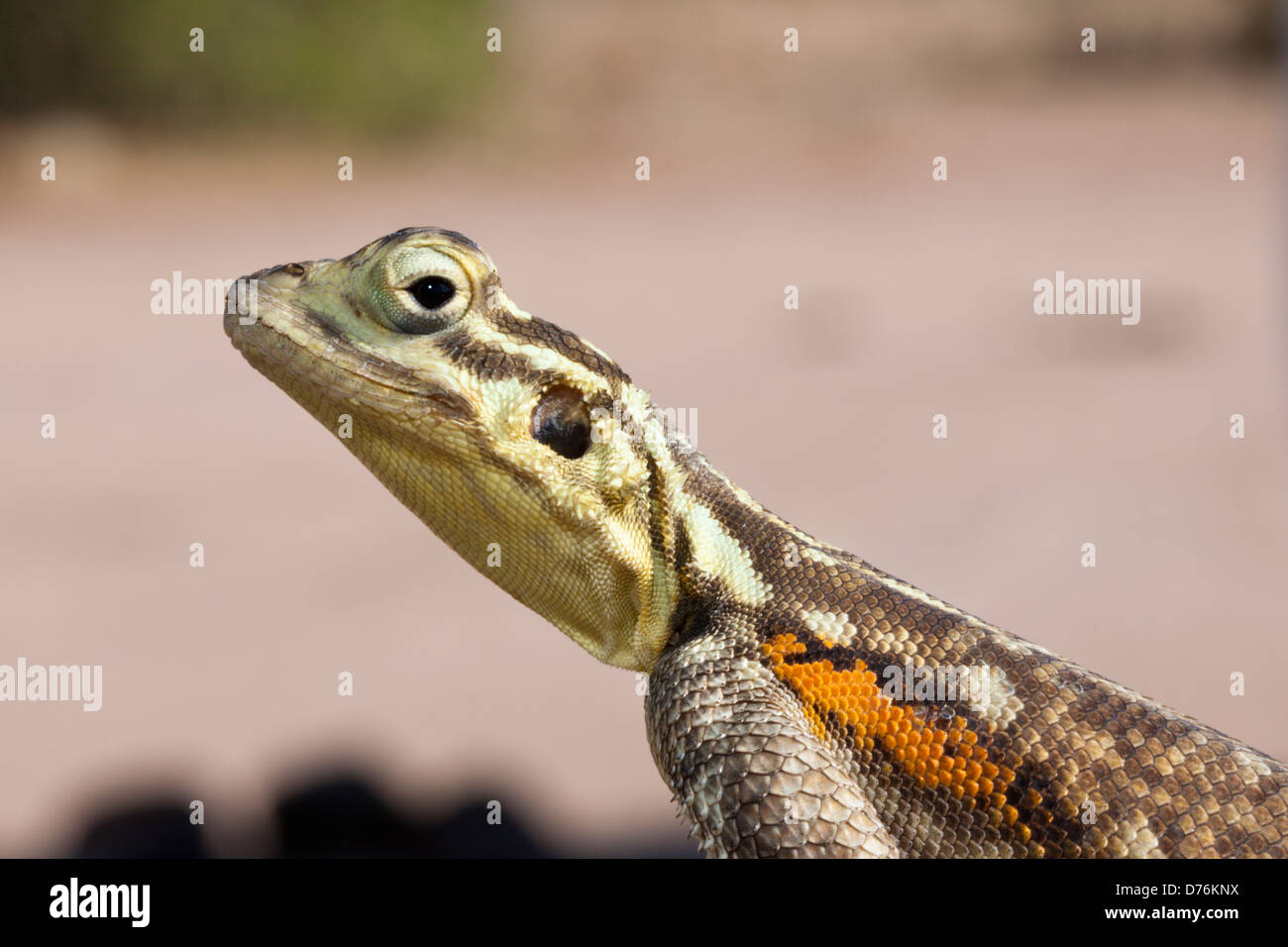 Female Common Agama, Agama agama, Brandberg, Erongo, Namibia Stock Photo