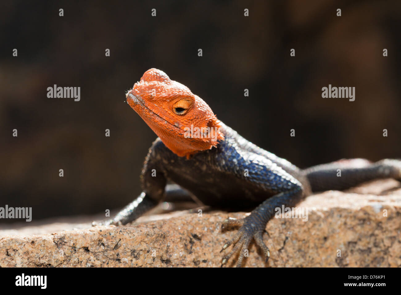 Male Common Agama, Agama agama, Brandberg, Erongo, Namibia Stock Photo