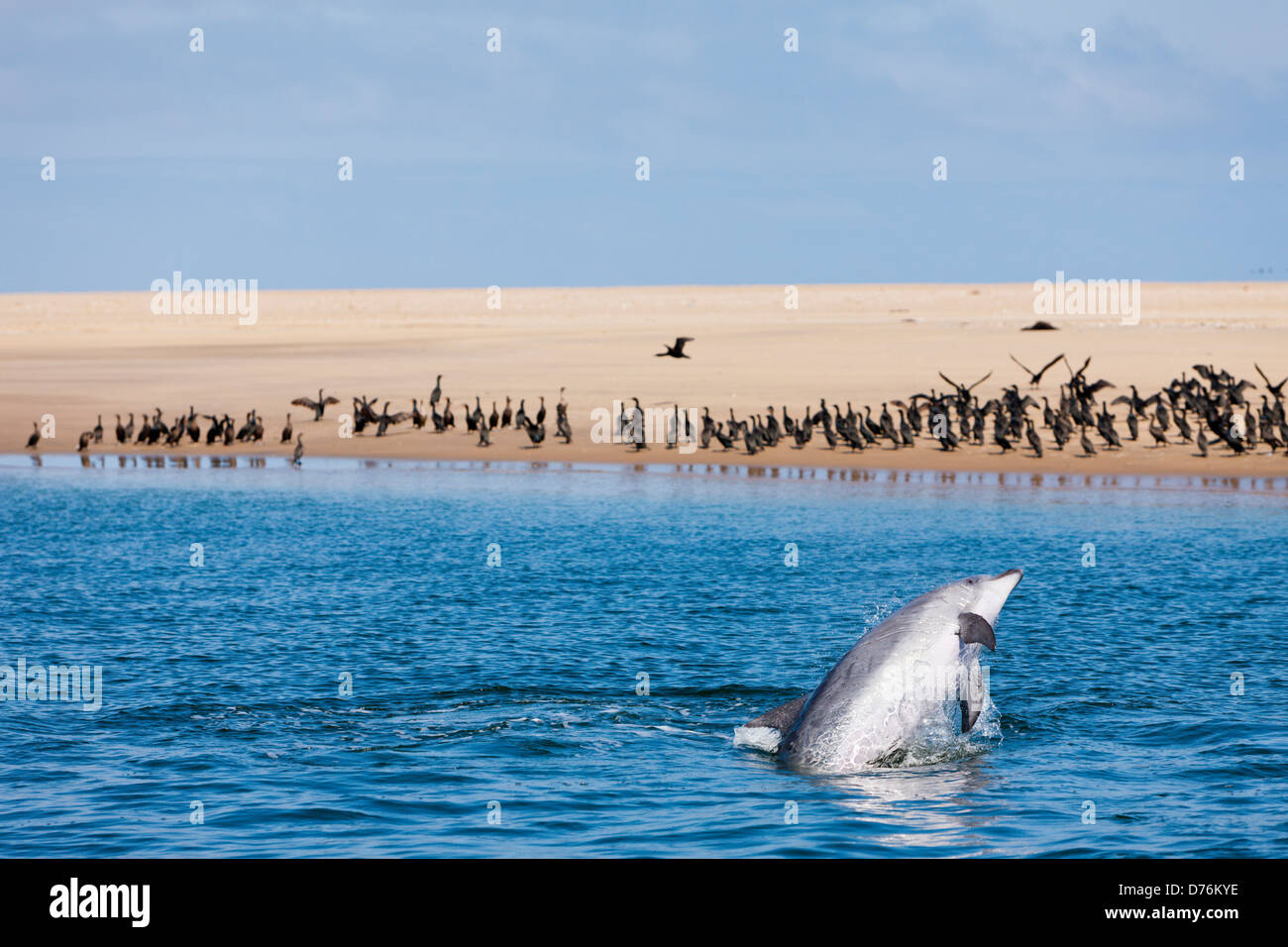Bottlenose Dolphin, Tursiops truncatus, Walvis Bay, Namibia Stock Photo