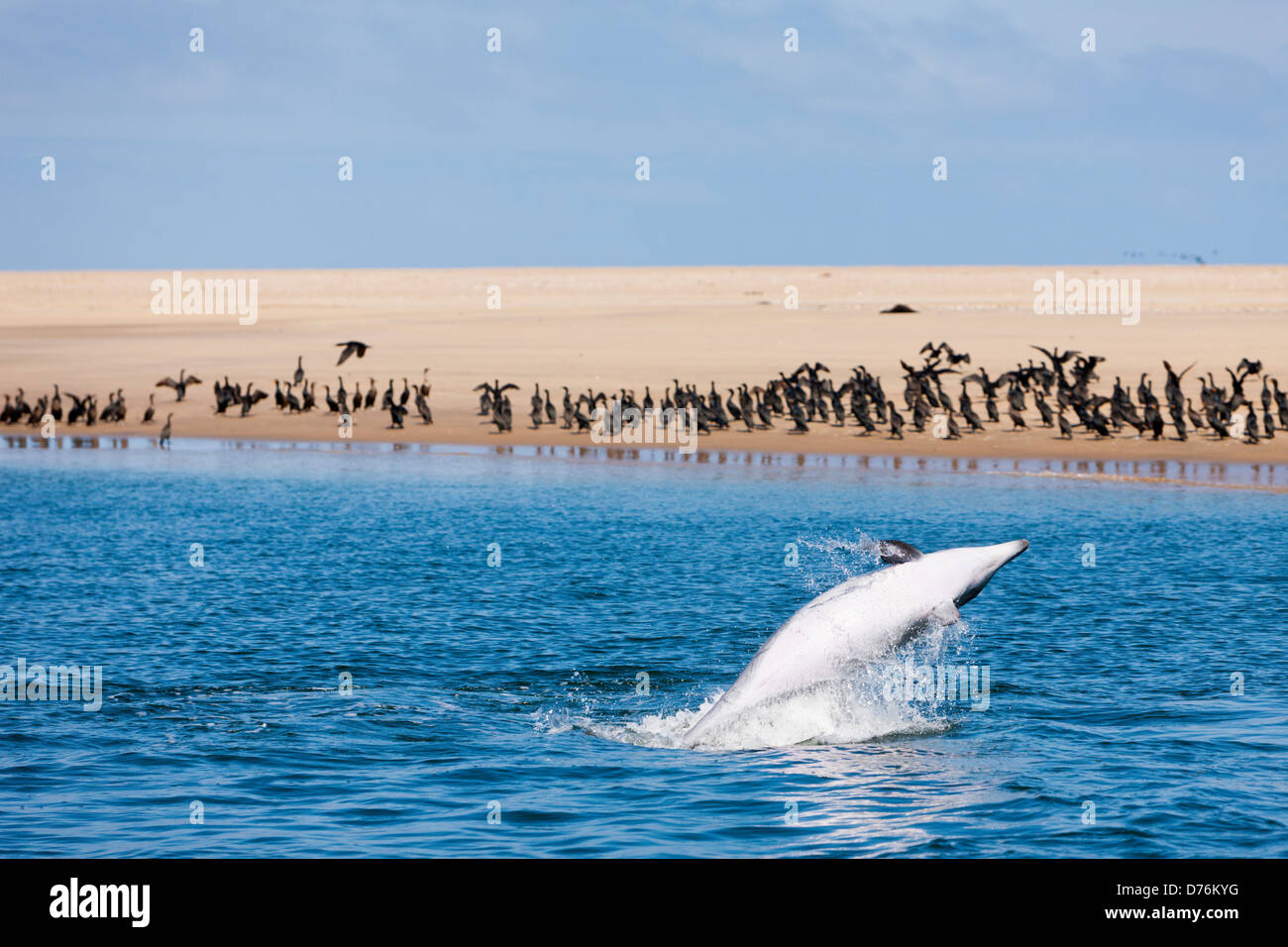 Bottlenose Dolphin, Tursiops truncatus, Walvis Bay, Namibia Stock Photo