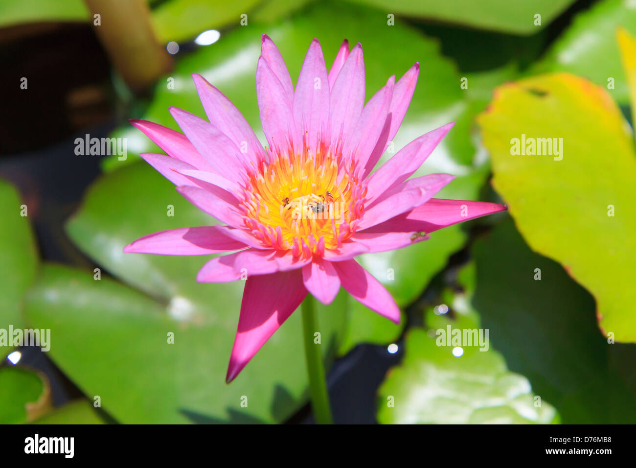 Bee in Pink water lily flower Stock Photo - Alamy