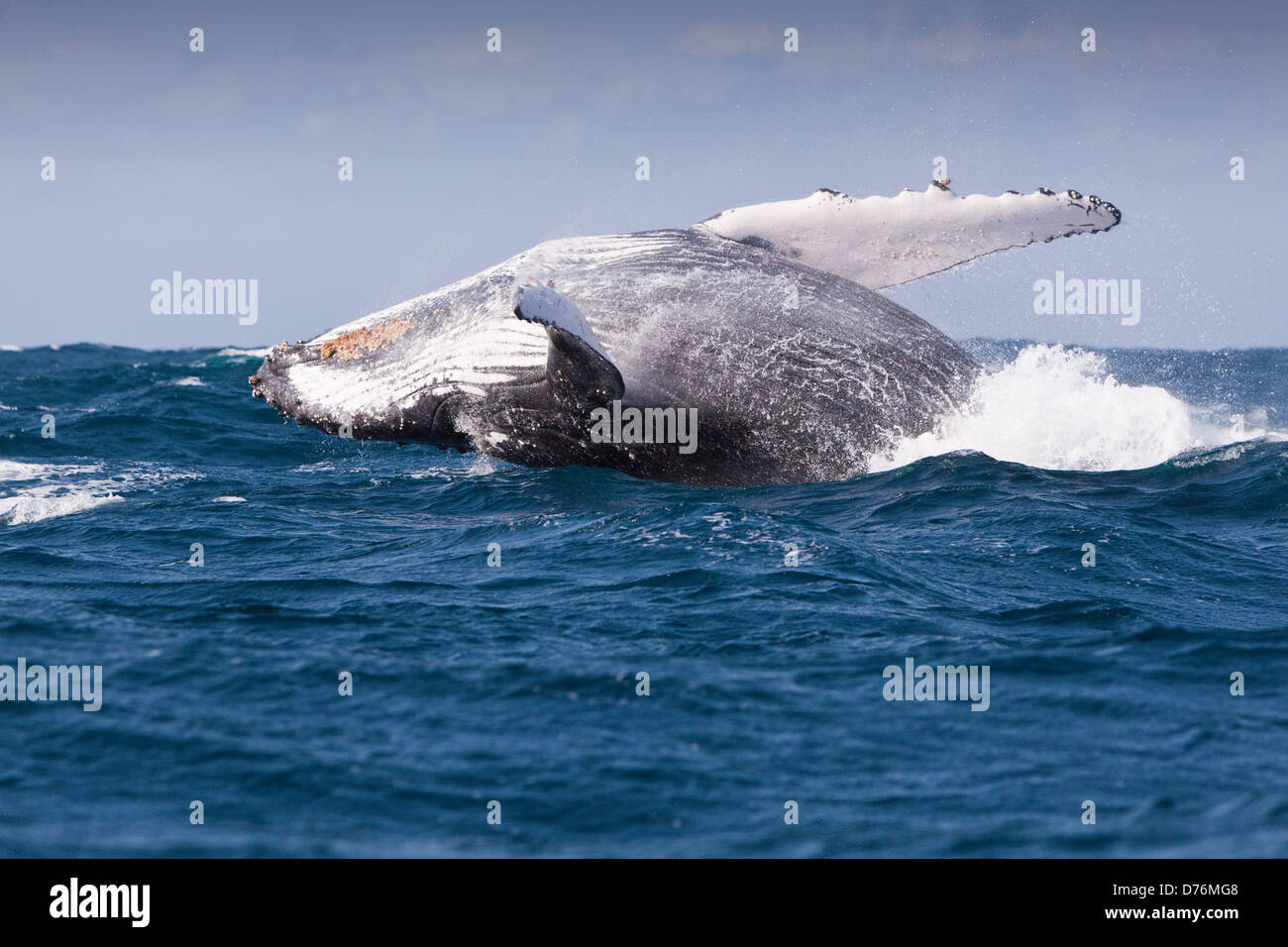 Breaching Humpback Whale, Megaptera novaeangliae, Indian Ocean, Wild Coast, South Africa Stock Photo