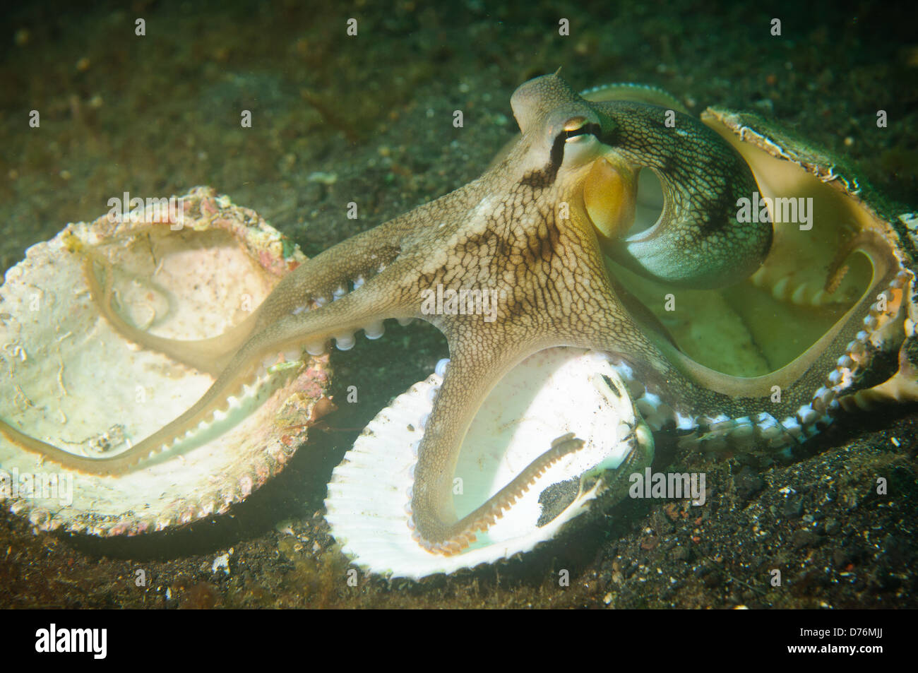 Veined octopus, Lembeh Strait, Sulawesi, Indonesia. Stock Photo