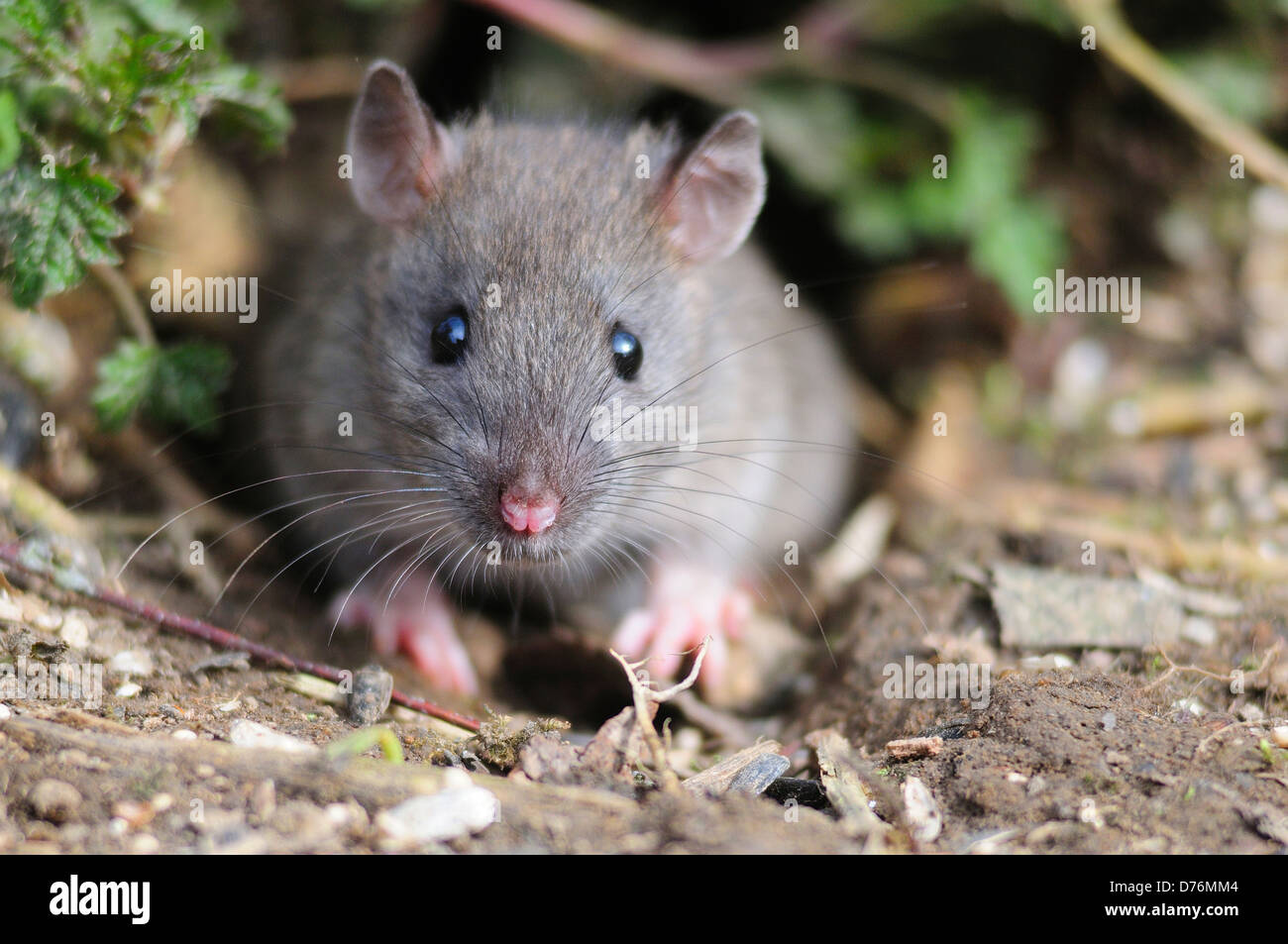 A common brown rat Stock Photo