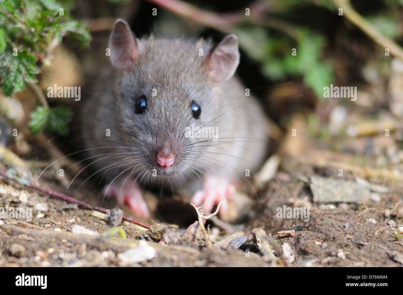 Brown Rat Rattus Norvegicus Widespread Hi res Stock Photography And brown-rat-rattus-norvegicus-widespread-hi-res-stock-photography-and