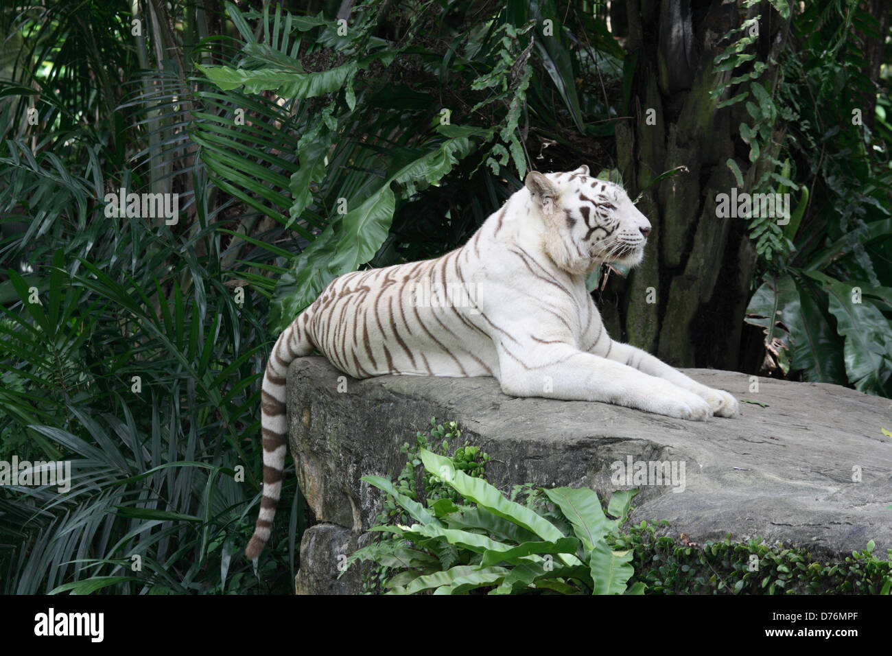 White Bengal Tiger - Creation Kingdom Zoo