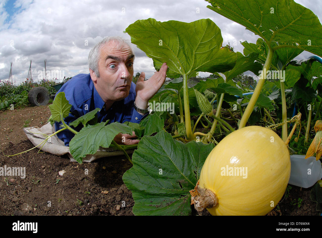 Clive Bevan at his allotment in Great Doddington, Northamptonshire, with a giant pumpkin Stock Photo