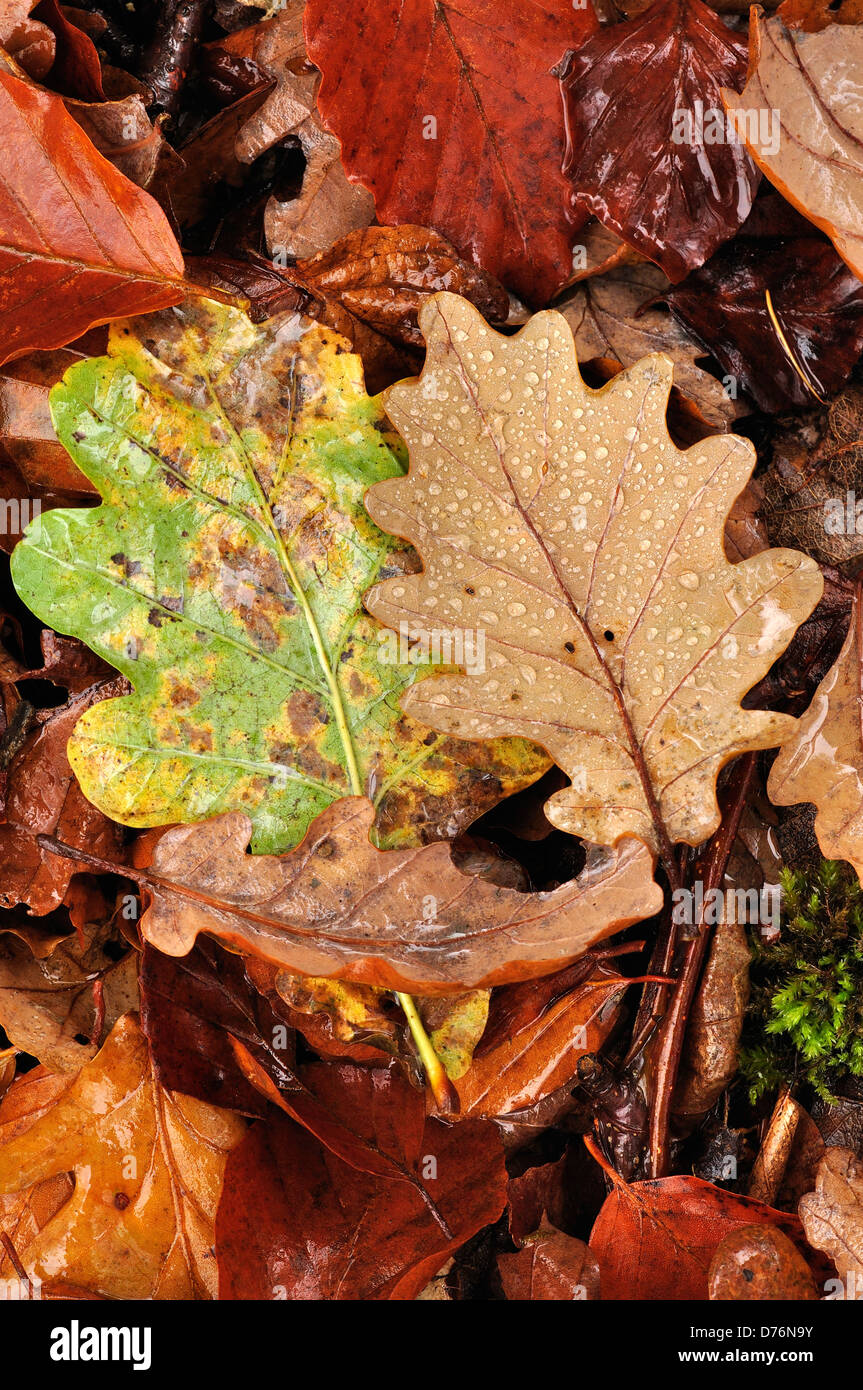 Leaf litter in autumn Stock Photo