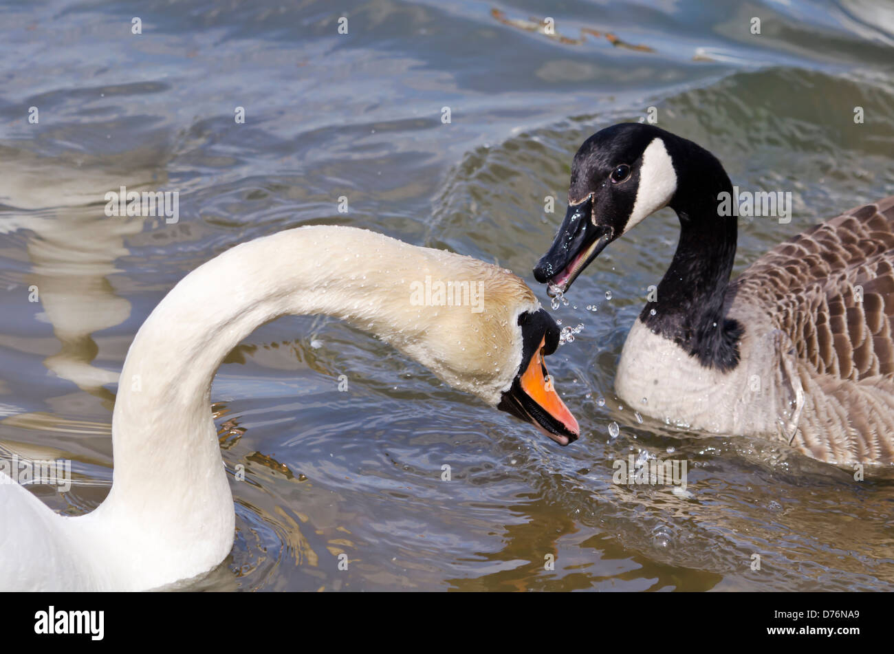 Swan and a Canadian goose Stock Photo Alamy