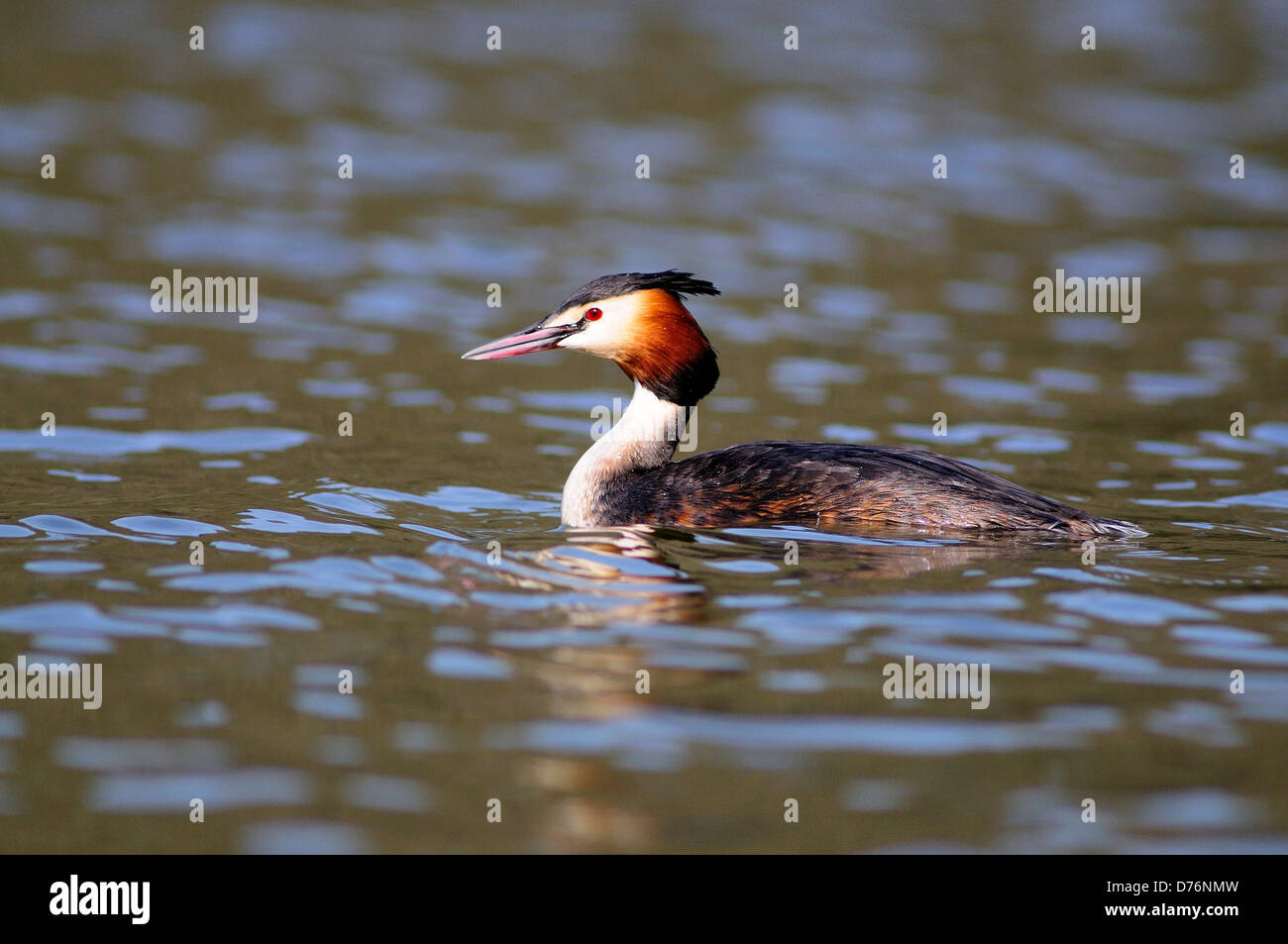 A great crested grebe swimming Stock Photo