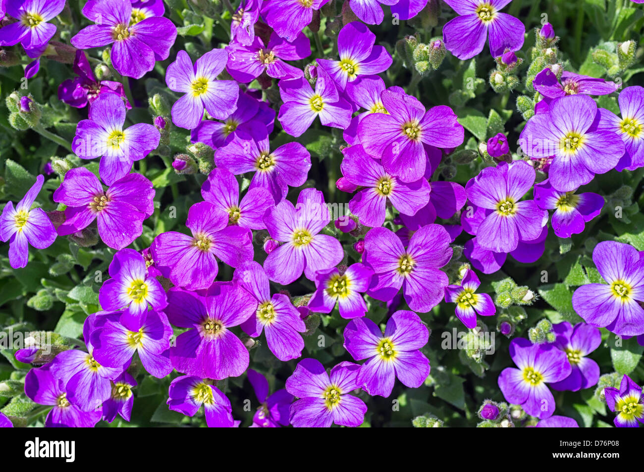 Aubrieta Aubrieta Flowers High Resolution Stock Photography and Images -  Alamy