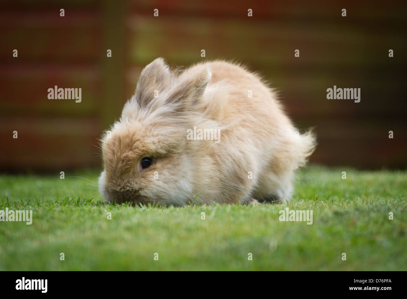 Pet Rabbit on Grass Stock Photo