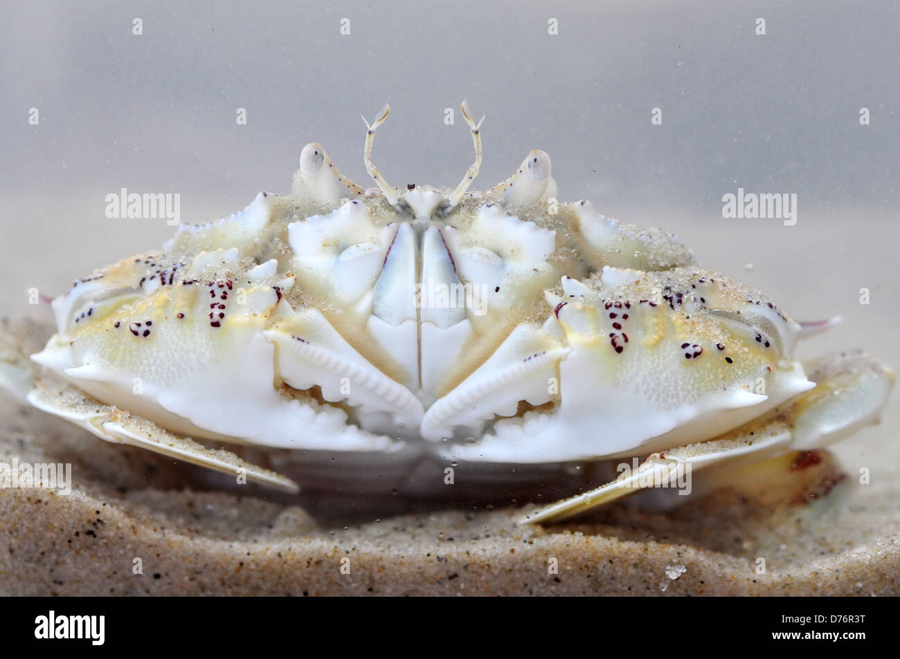 Moon crab hi-res stock photography and images - Alamy