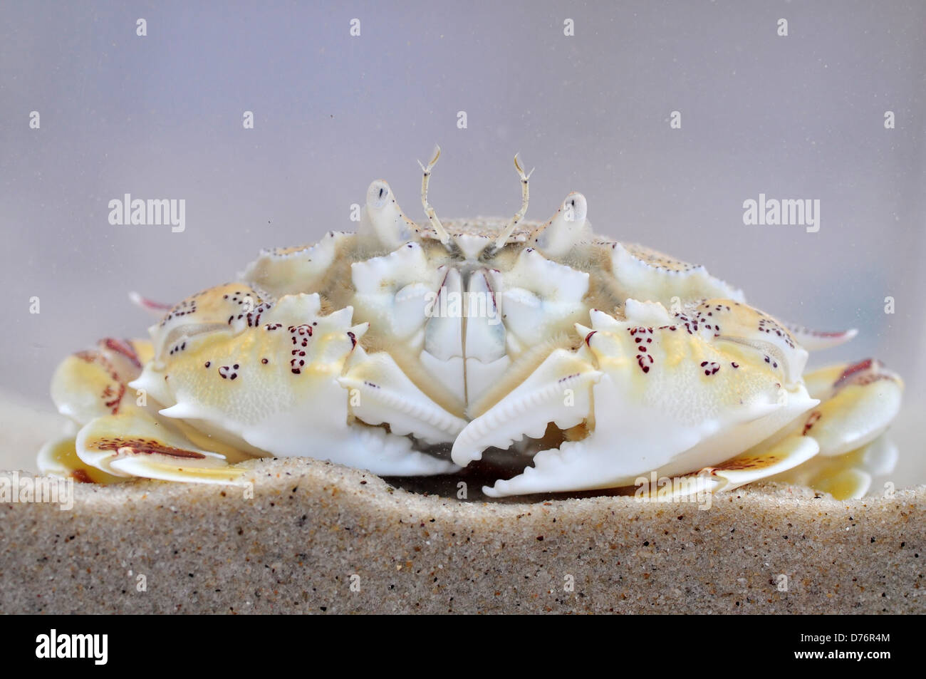 A Smiling Spotted Moon Crab Stock Photo - Alamy