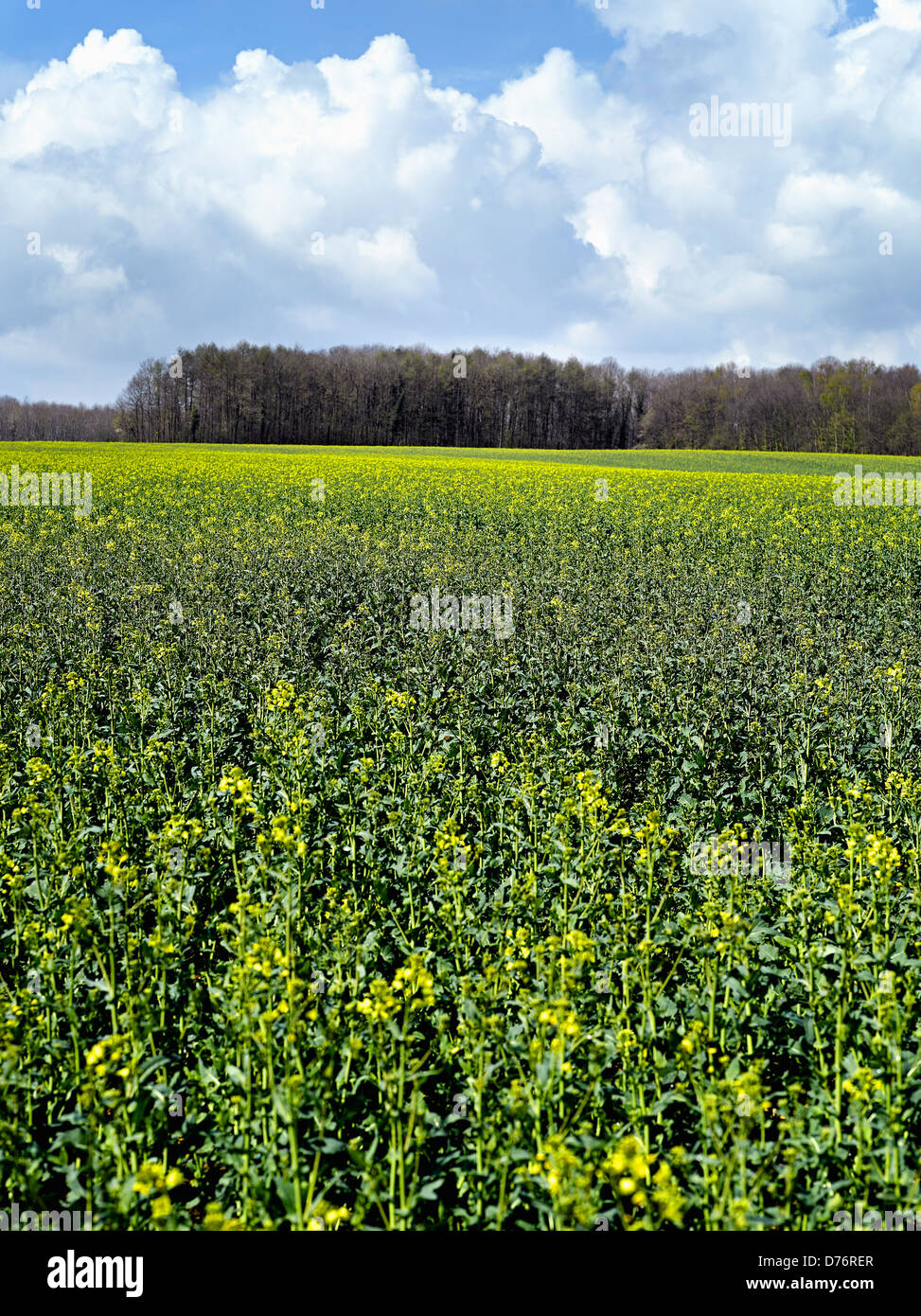 Rape field and blue sky Stock Photo - Alamy