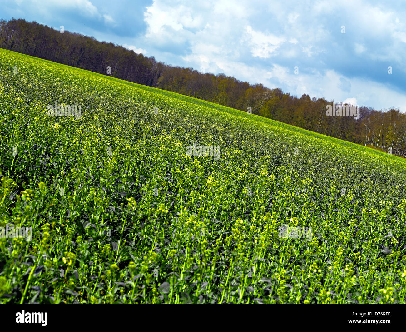 Rape field and blue sky Stock Photo - Alamy