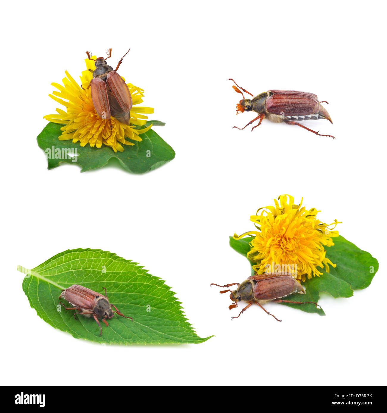 cockchafer (melolontha) or may bug collection Stock Photo