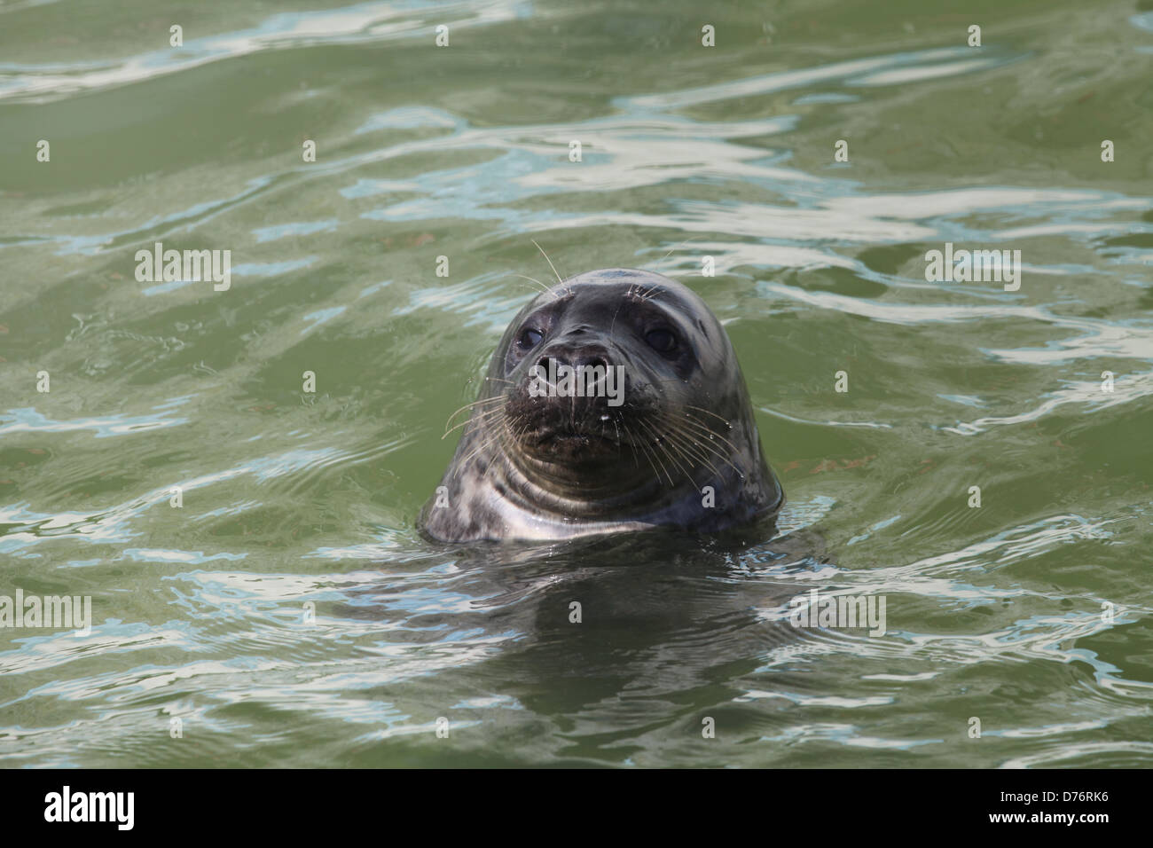 Seal at Cornish Seal Sanctuary in Gweek, Cornwall, UK Stock Photo Alamy