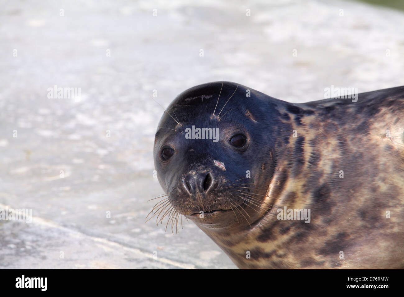 Seal at Cornish Seal Sanctuary in Gweek, Cornwall, UK Stock Photo Alamy
