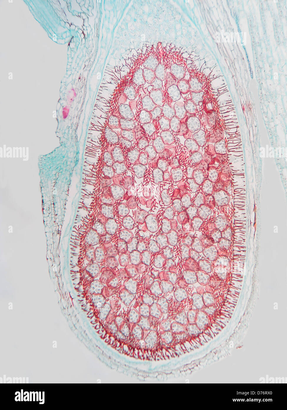 Liverwort Conocphalum sporophyte magnification 100x Stock Photo