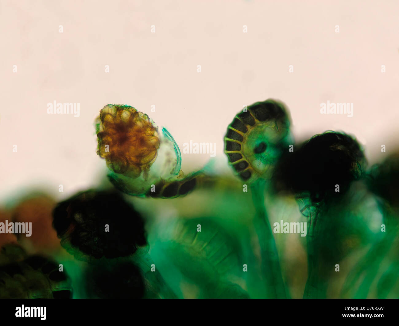 Japanese holly fern Cyrtomium sp sporangia magnification 200x Stock Photo