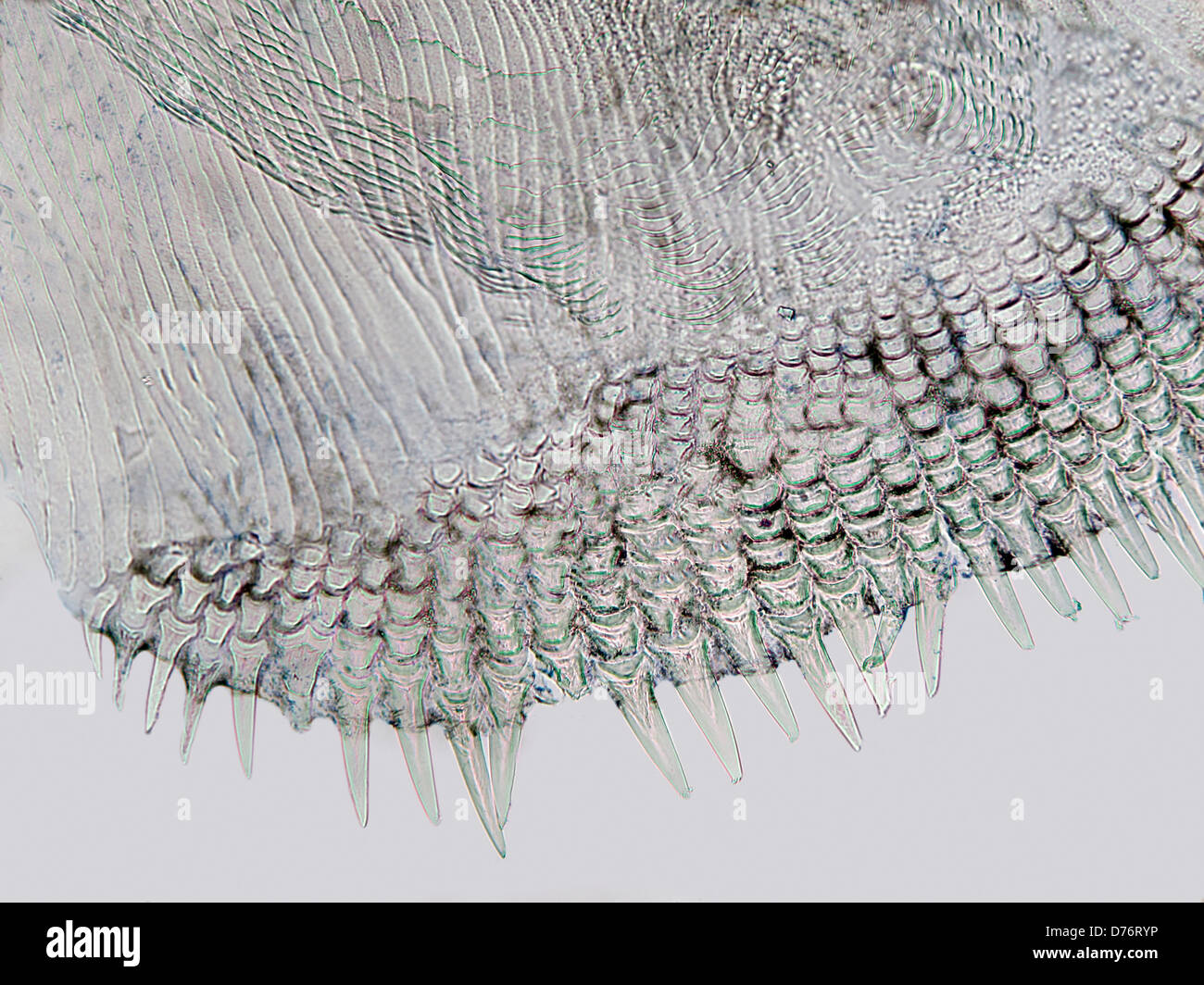 Ctenoid scale magnification hires stock photography and images Alamy