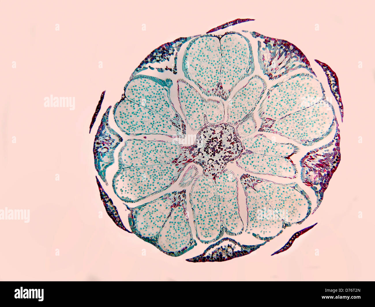 Pine Pinus mature strobilus showing pollen cross section magnification 40x Stock Photo