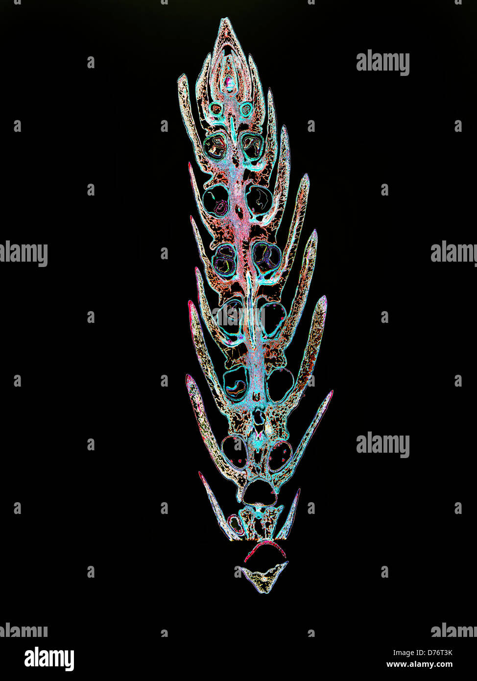 Image Selaginella strobilus longitudinal section magnification 8x image enhanced Stock Photo