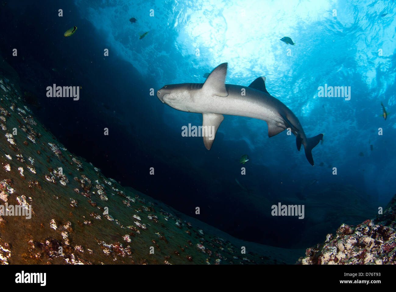 Whitetip Reef shark Triaenodon obesus swimming underwater Roca Partida ...
