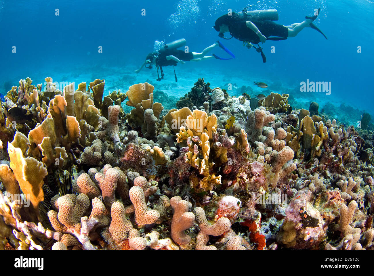 Underwater view coral reef female scuba divers Cancun Quintana Roo Yucatan Peninsula Mexico